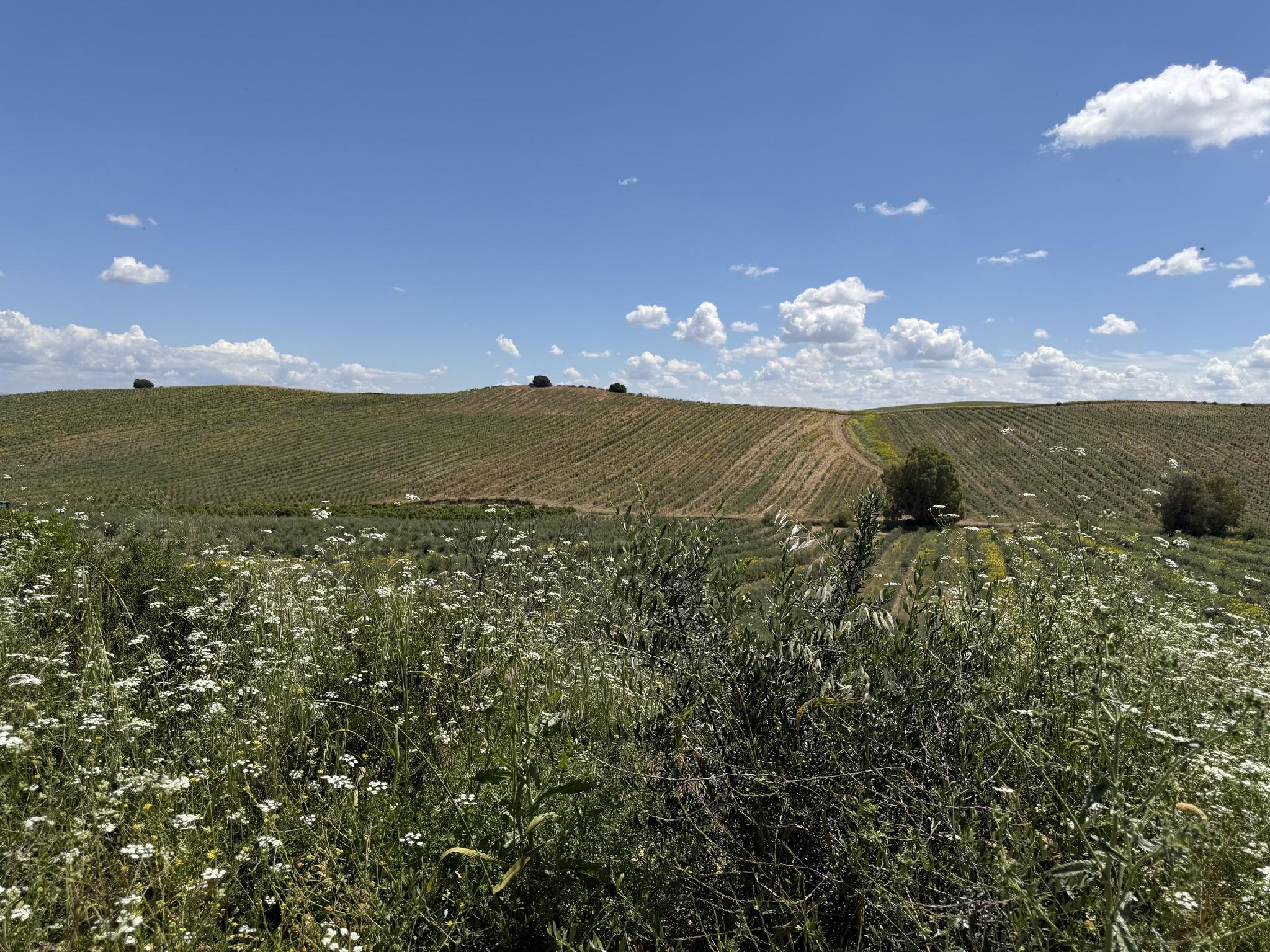 Cortijo Calonge