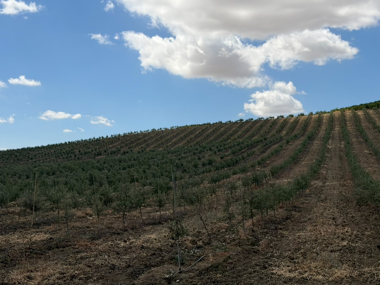 Setos de olivar moderno en Cortijo Calonge