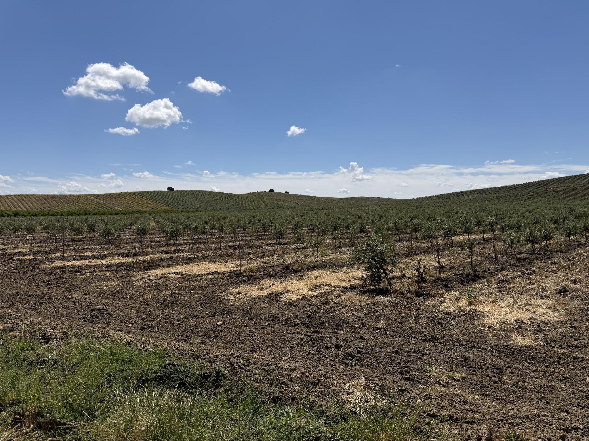 Cortijo Calonge en la vega del Guadalquivir