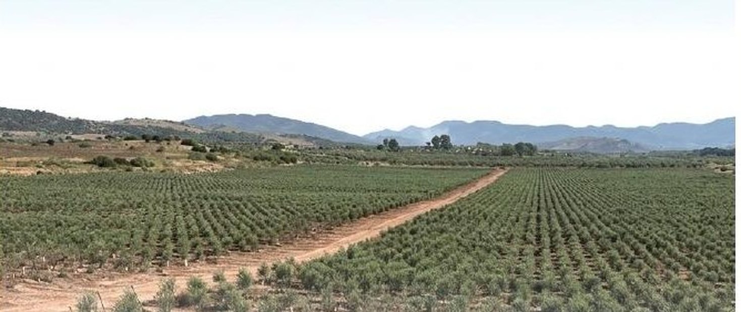 Olivar en seto de Juntas de Guadalmena