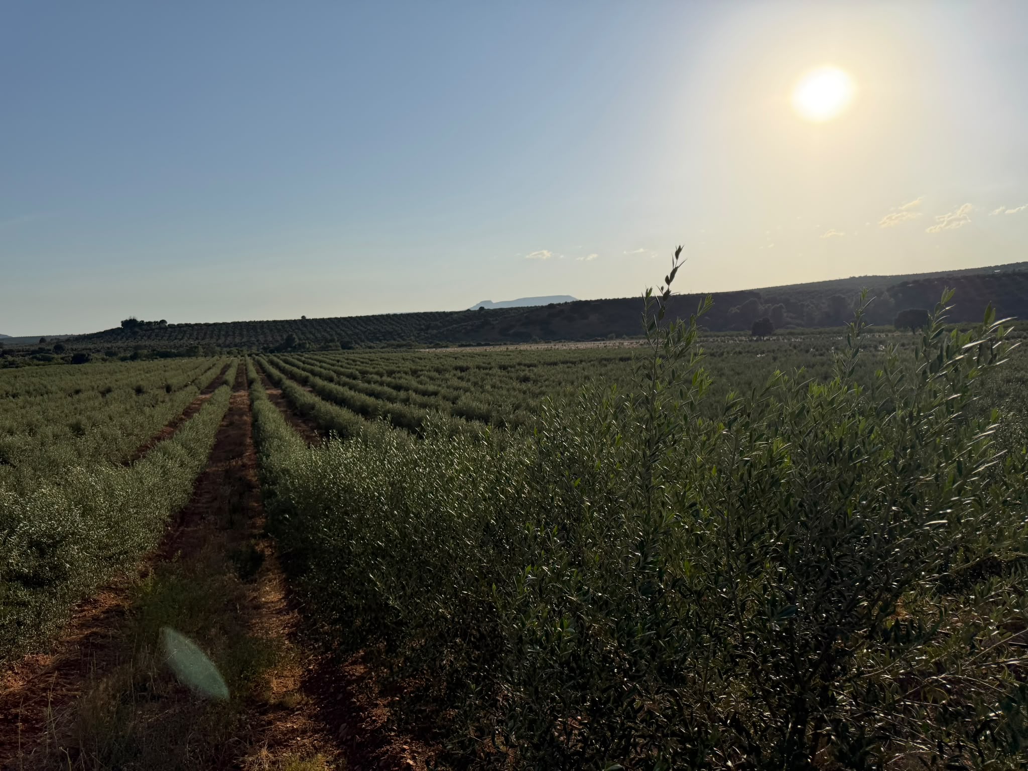 El seto con la sierra al fondo
