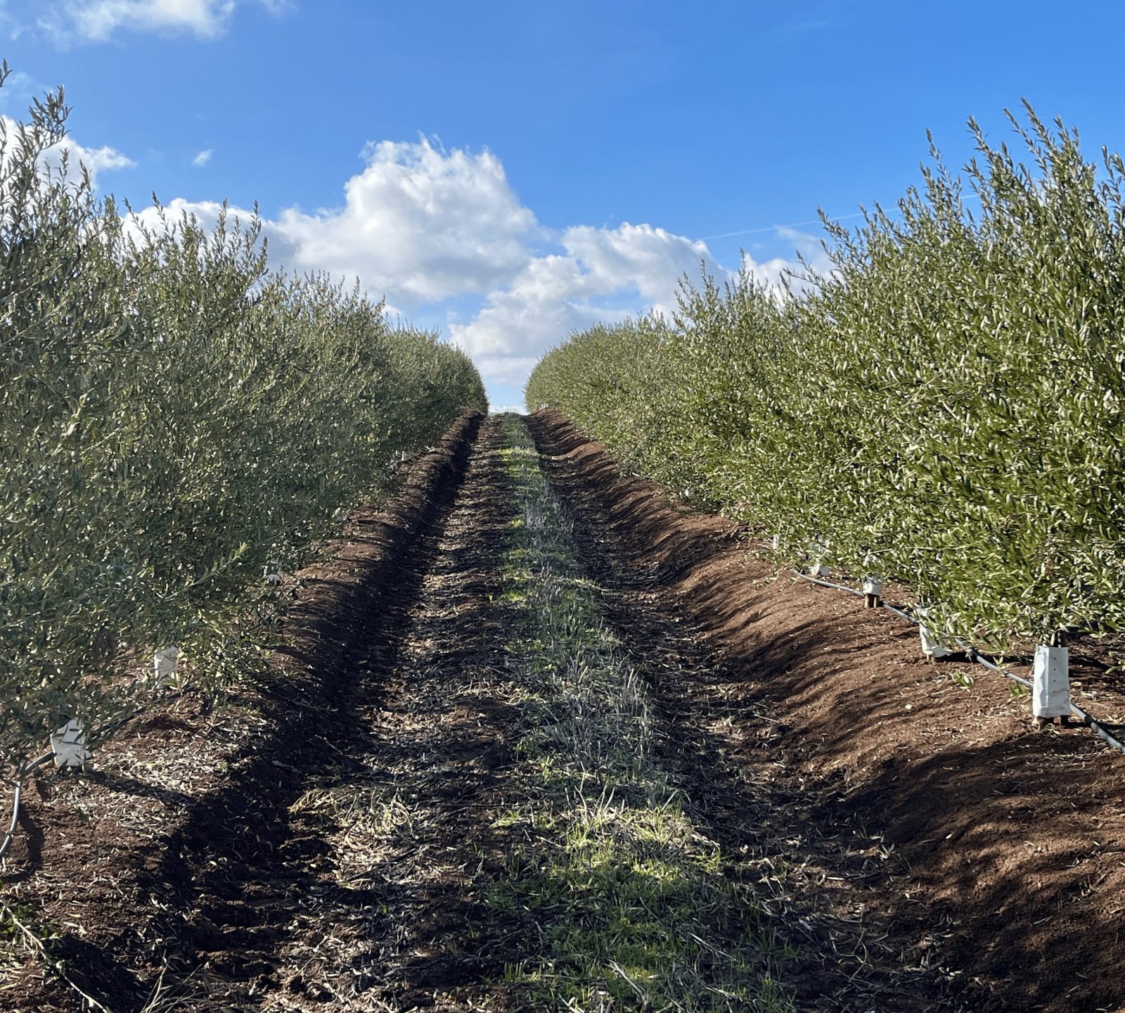 Olivar en seto de regadío en plena producción