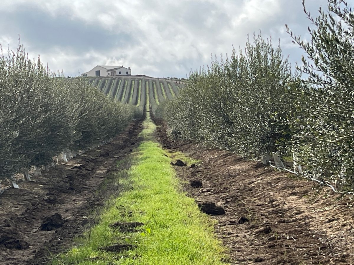Cortijo e instalaciones de la finca