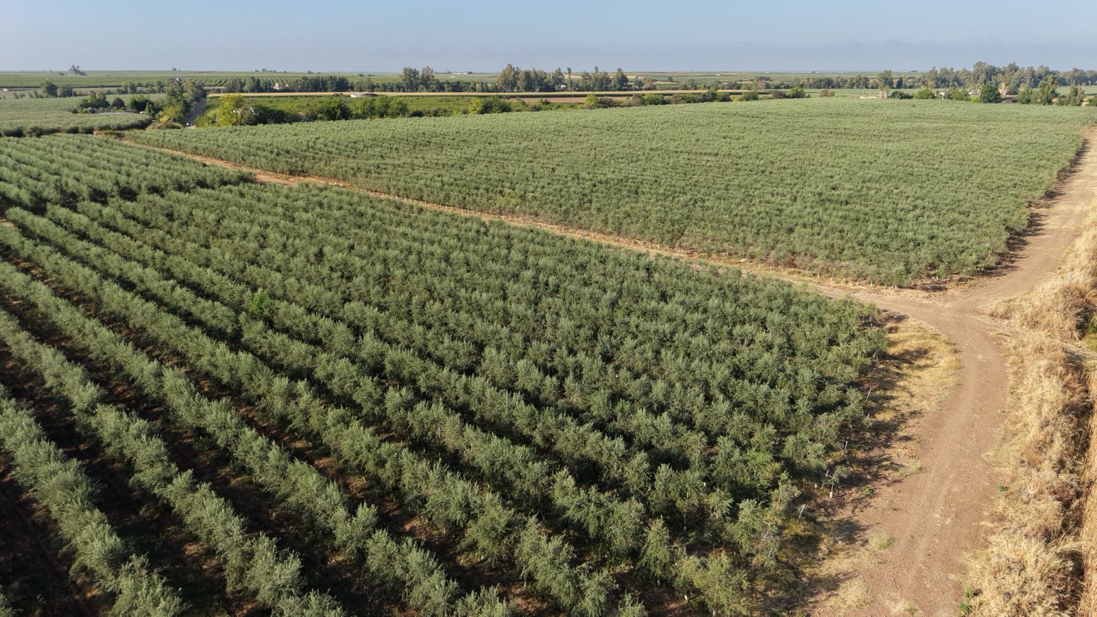 Vista aérea de olivar en seto con camino