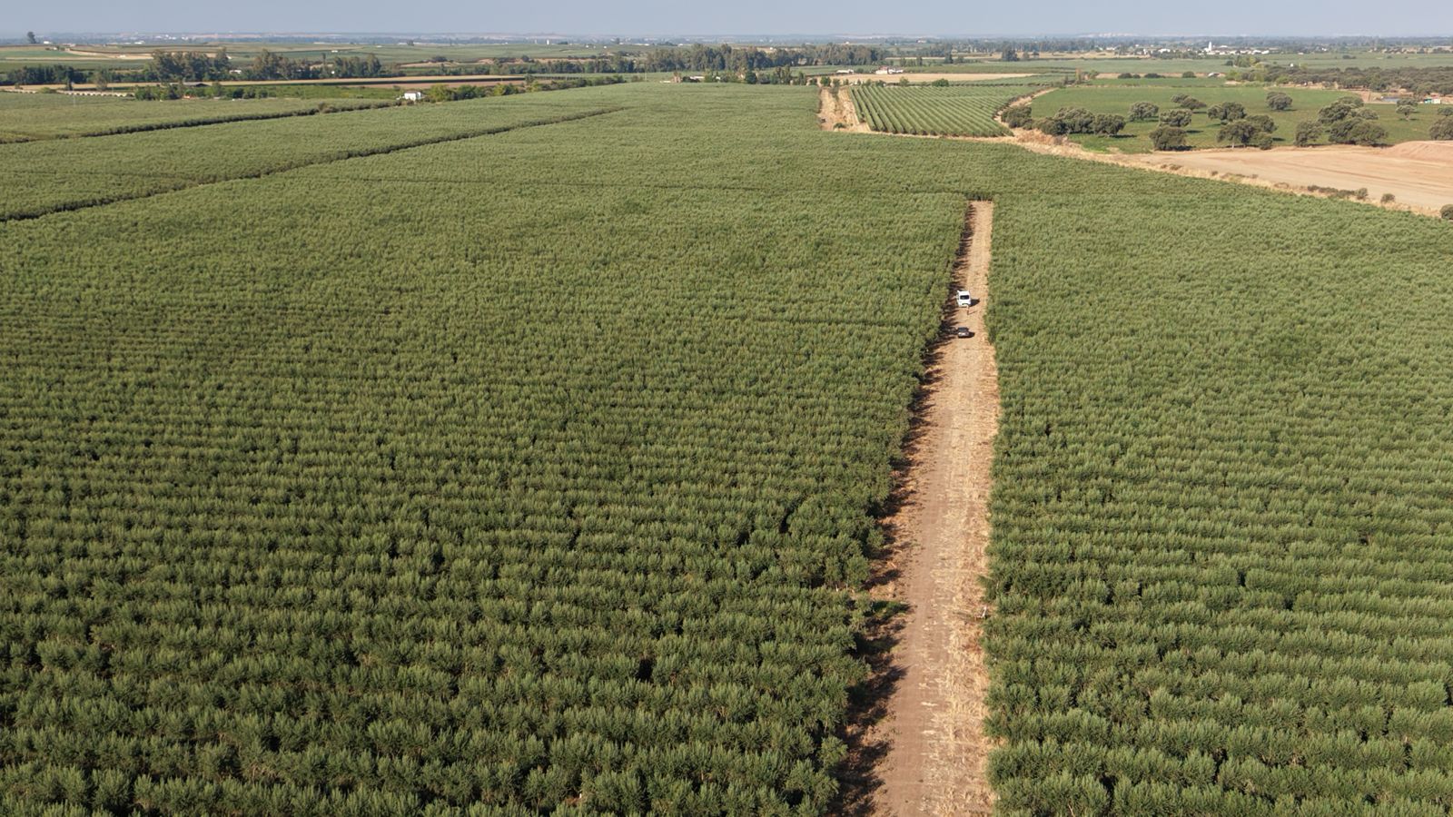 Vista aérea de una finca de olivar en seto con camino central