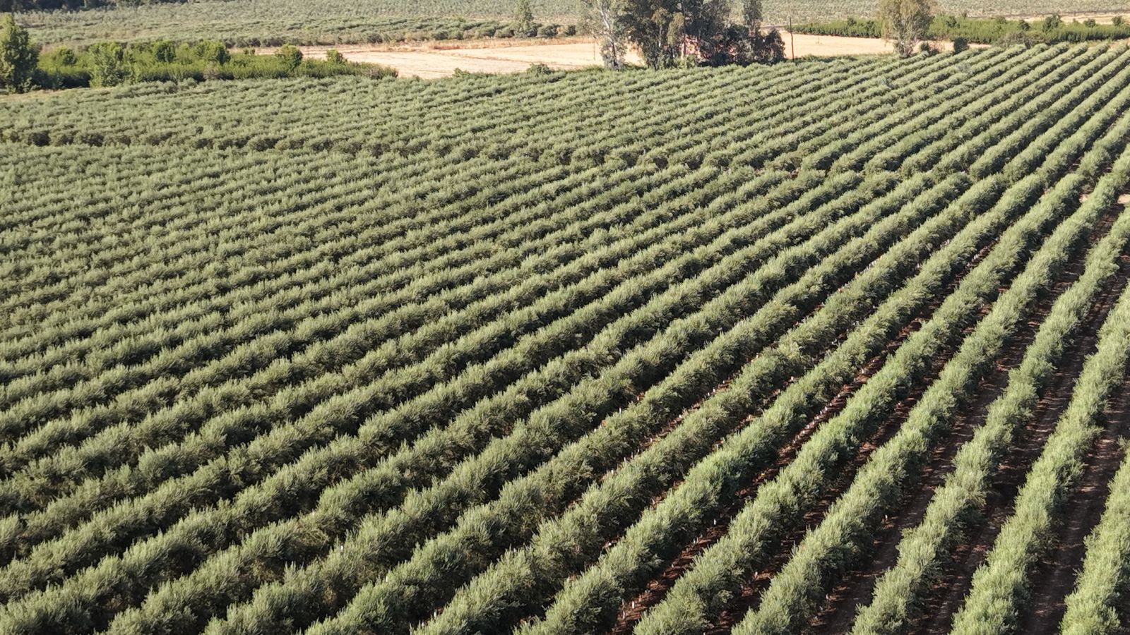 Hileras diagonales de olivar en seto