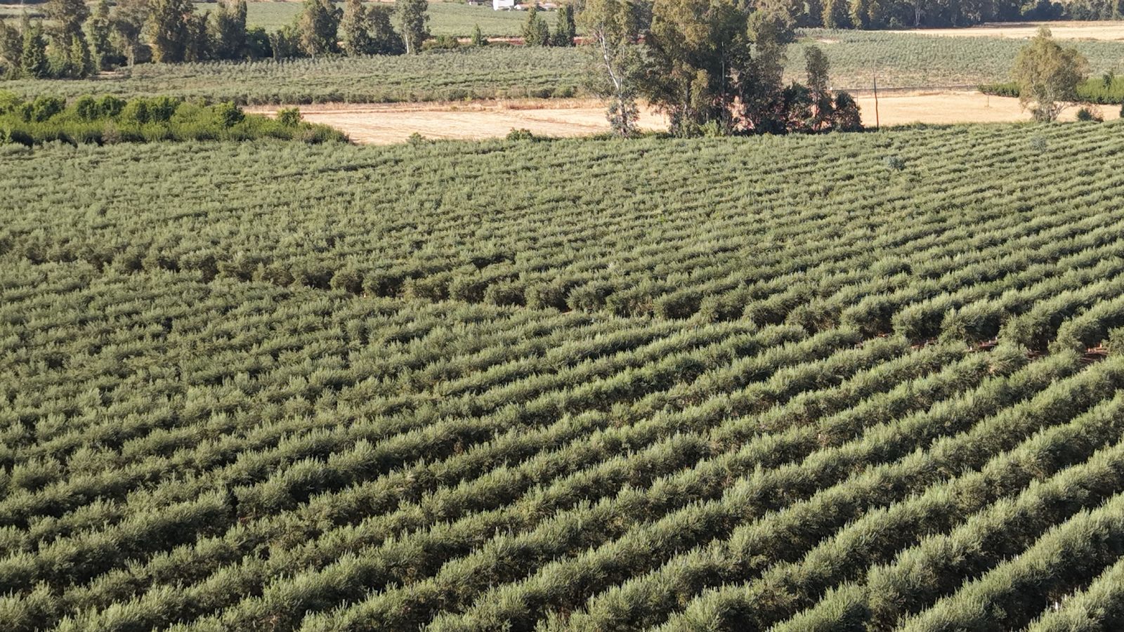 Hileras de olivar en seto hasta el horizonte