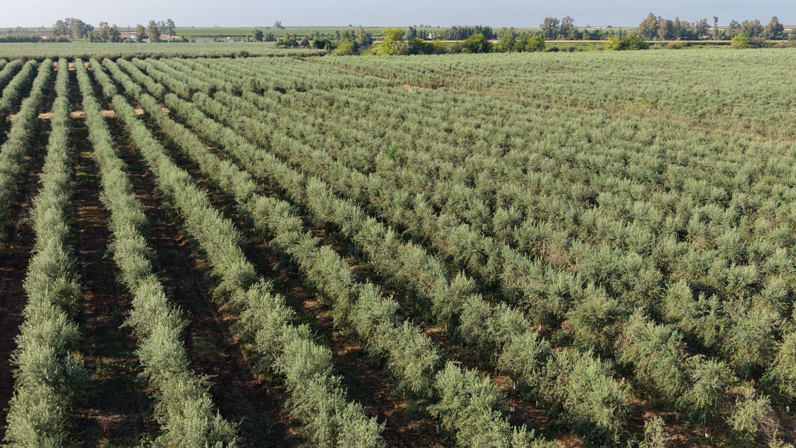Hileras de olivar en seto en plena producción