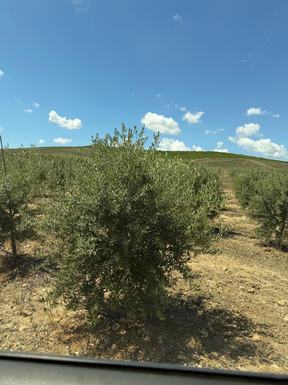 Olivo joven en seto