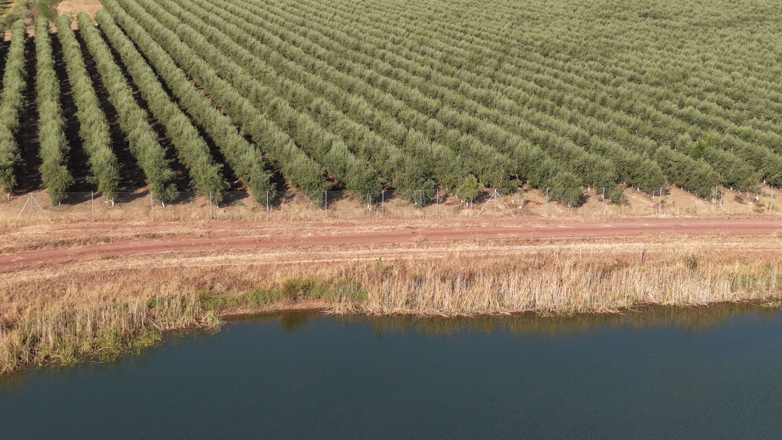 Olivar en seto junto a canal de riego
