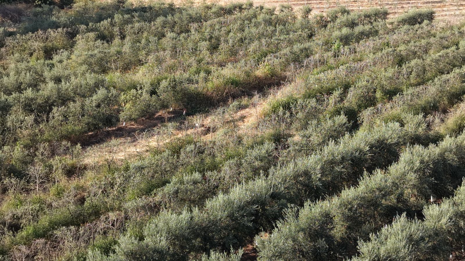 Plantación joven de olivar en seto con cubierta vegetal