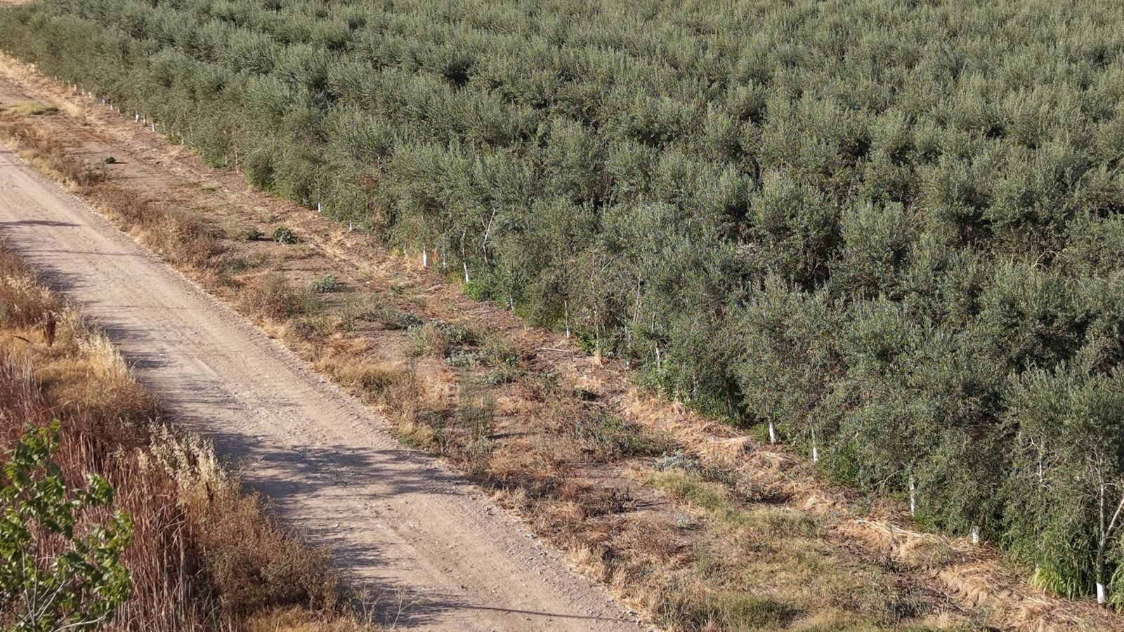 Linde de olivar en seto junto a camino