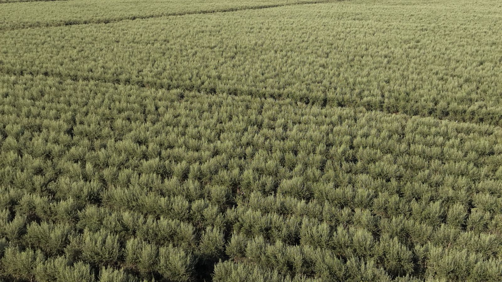 Copas de olivar en seto desde el aire